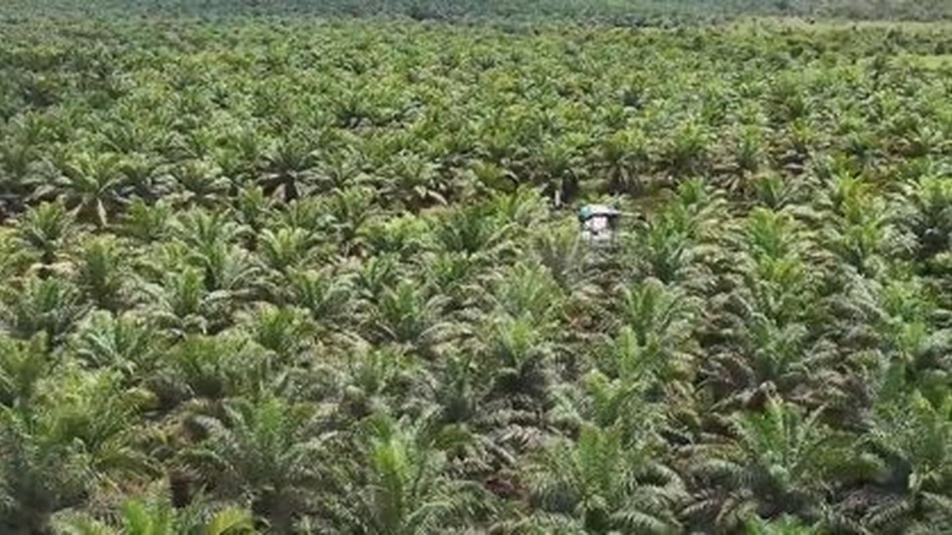 Industrial agriculture spray drone hovering over an oil palm plantation.