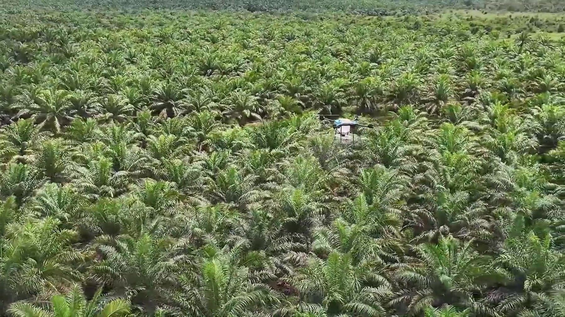 Aerial view of an oil palm plantation under autonomous spray operation.